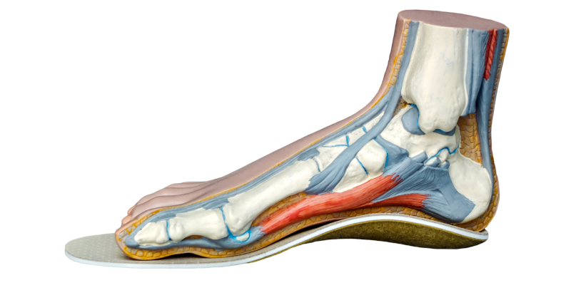 Custom Foot Orthotics in Collingwood, Ontario